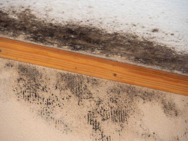 Best Water Damage & Mold Remediation  in Concord, AL