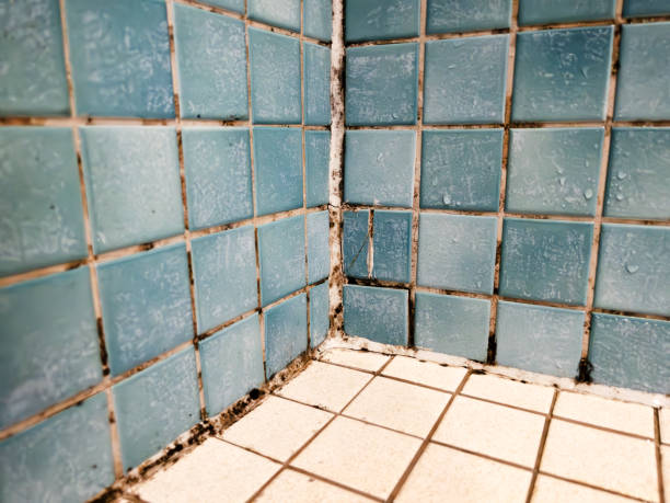 Best Black Mold Removal  in Concord, AL