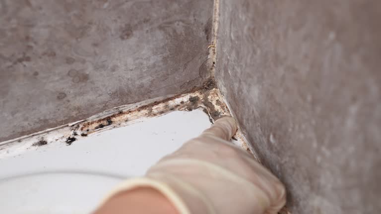 Best Mold Documentation for Insurance Claims  in Concord, AL